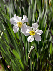 white Narcissus against green grass