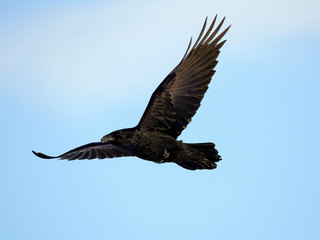 American Crow in flight on blue sky. ( Corvus brachyrhynchos )