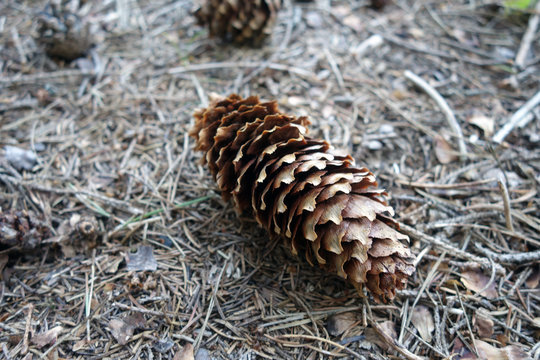 Pine cone on the ground in the forest.