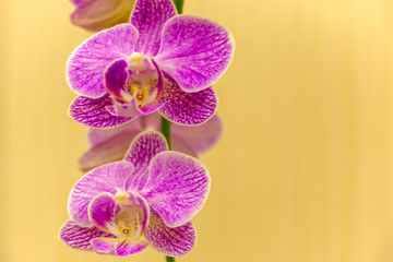 Magnificent cream flower of the Phalaenopsis Orchid