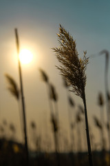 in the light of the sun at sunset reflections in the grass