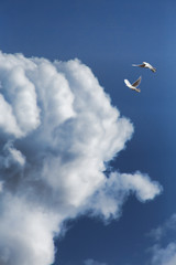 Cloud in fist shape in sky with pigeons