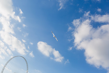Fototapeta premium blue sky with cloud closeup