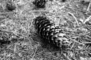 Pine cone on the ground in the forest in black and white.