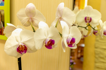 Magnificent cream flower of the Phalaenopsis Orchid