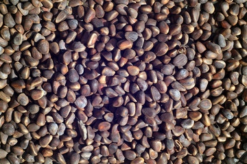 Pine nuts close-up.
