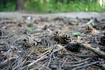 Pine cones on the ground in the forest.