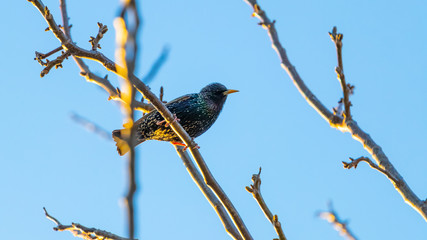 Starling is sitting on a tree branch against a blue sky background
