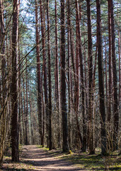 Fototapeta premium Foootpath in the forest