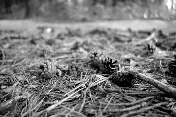 Pine cone on the ground in the forest in black and white.