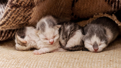 Three small newborn kittens sleeping under a blanket, caring for animals