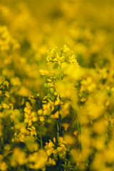 Obraz premium flower of rape