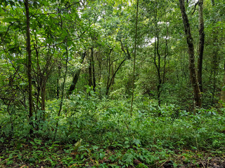 Fototapeta premium leafes liane trees jungle rain forest inside hill mountain north chiang mai reseoir village nature thailand