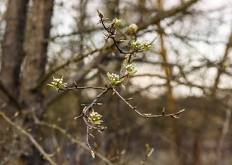 blooming apple tree