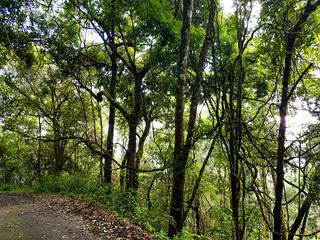 Fototapeta premium Trees path jungle walk hiking peak doi pui view point north chiang mai thailand
