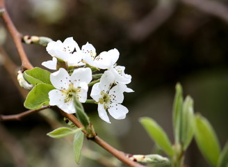 Nahaufnahme von Birnbaumblüten im Frühjahr