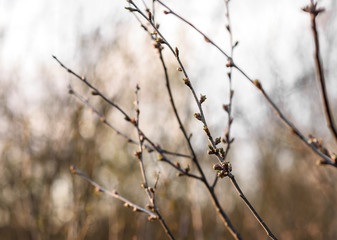branches of a tree in winter
