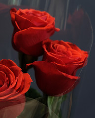 bouquet of red roses on the day of love