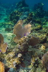Fan coral reef