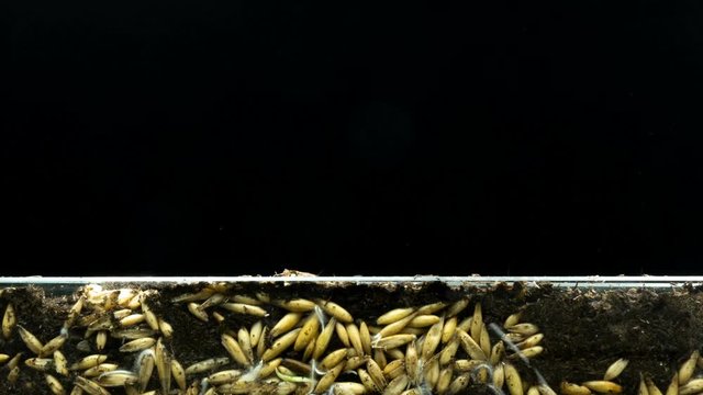 The development of roots and their growth from oat grains and the growth of plants from the ground, time lapse, concept of the origin of life.