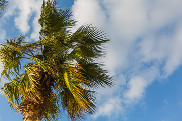 Palm tree and bright sun on blue sky background.