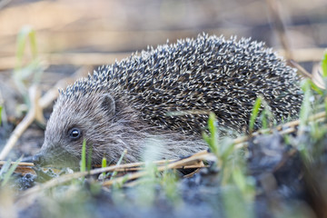 hedgehog among burnt grass on ash