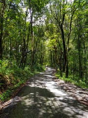 Cable elctricity mast over street road path rain forest jungle asphalt sun shine through green trees wood chiang mai