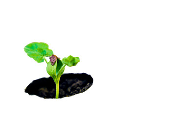 watermelon plant sprouting at field