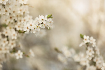 Closeup view of blossoming tree outdoors on spring day