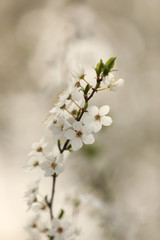 Closeup view of blossoming tree outdoors on spring day