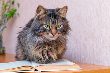 Brown fluffy cat reading a book, reading adventure literature