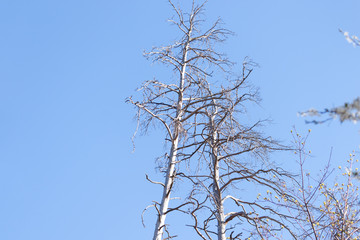 Two old and completely dry trees growing against the blue sky. Danger concept.
