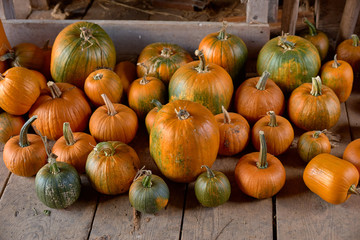 Variety of pumpkins in sizes and colors on old wooden shelves in a barn. Agricultural concept of harvesting pumpkins. Ripe pumpkins in a wooden shed
