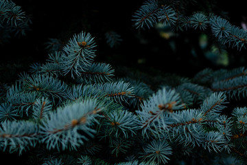 green needles of spruce in the shade of a tree