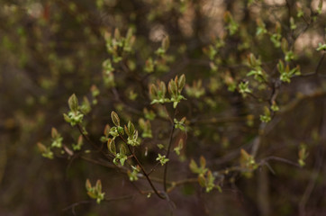 close up of green leaves