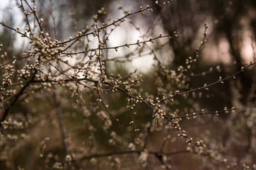 snow covered branches