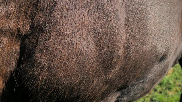 Ribs, hip and shoulders of a large thoroughbred grazing on pasture. Detail of winter fur horse in rays of warm spring sun. Long hairs on a solid short undercoat flicker in the wind.