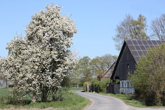 Bl&uuml;hender Birnbaum am Wegesrand mit Scheune