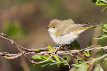 songbird in spring forest among the first leaves