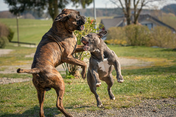 Old english bulldog and boxer playing