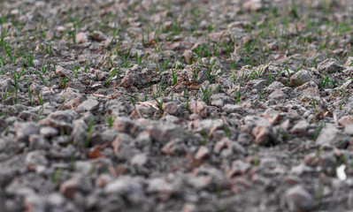 moss covered with moss