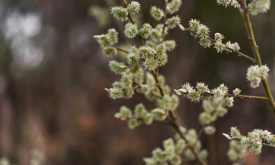 white flowers on the tree