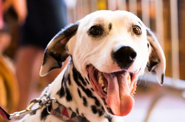 Portrait of thoroughbred Dalmatian dog