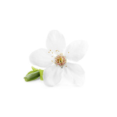 Beautiful cherry flower with leaves isolated on white. Spring season