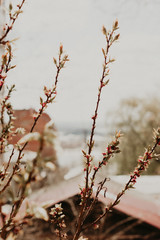 snow covered branches