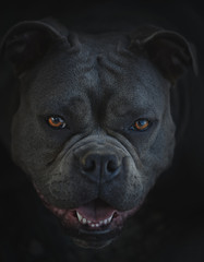 Portrait of an old english bulldog