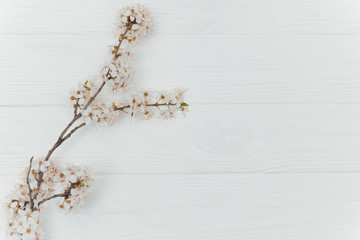 First blossom.Spring and summer white flowers on vintage wooden background.Space for your text.