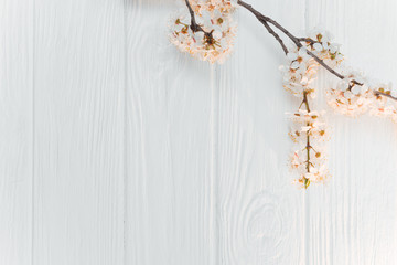 Spring Blossom over wood background. Spring Flowers on wooden background