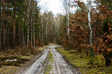 Dirt road, trail path in empty winter forest. Straight way. Zatory, Poland, Europe.