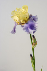 Flower iris on the white background